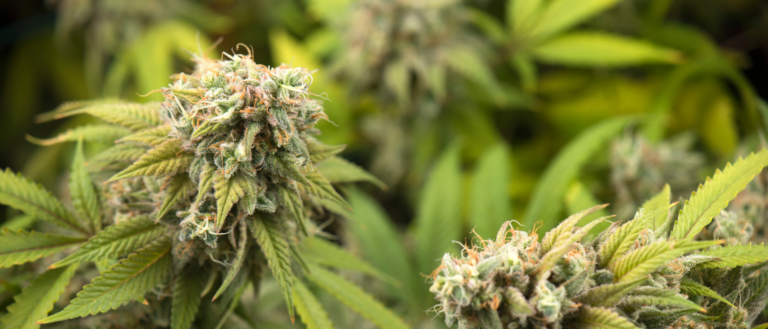 Could CBD oil play a part in ADHD symptoms relief?